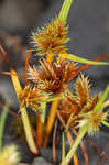 Bearded flatsedge